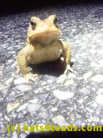 /home//u458753944/public_html/sourcegallery////Roxborough Toad Detour/2024/2024-02-28/P2281329.JPG